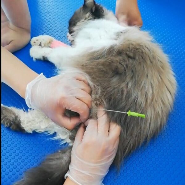 Catheter with Guide Wire BC