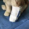 Orthopedic Alloy Splint for Animals