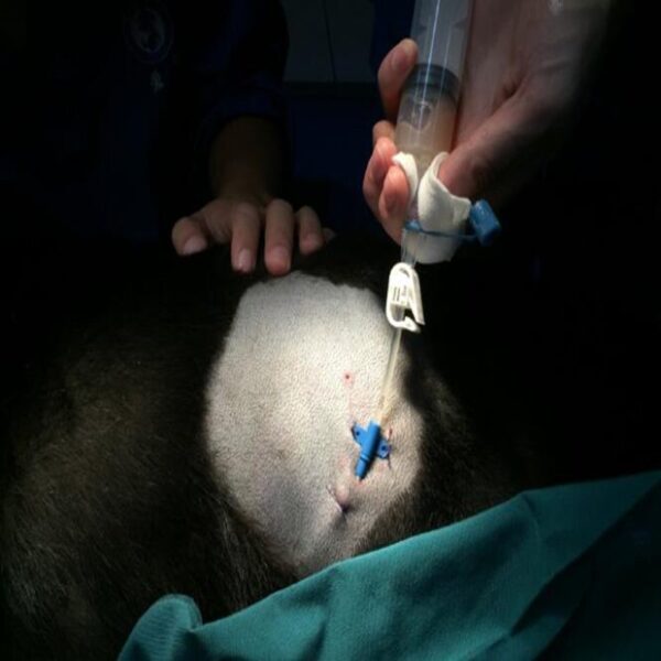 Animal Thoracoabdominal Effusion Drainage Catheter