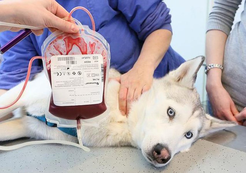 Veterinary Disposable Blood Bag | IWA Medical Veterinary Equipment Supplier