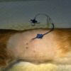 Animal Thoracoabdominal Effusion Drainage Catheter