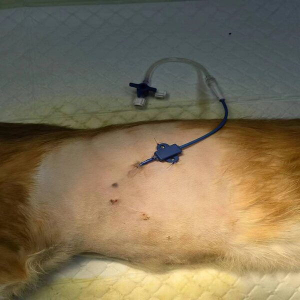 Animal Thoracoabdominal Effusion Drainage Catheter