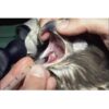 Anesthetic Endotracheal Tube for Exotic Pets & Birds