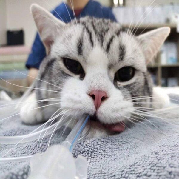 Endotracheal Tube for Cats (Specialized)