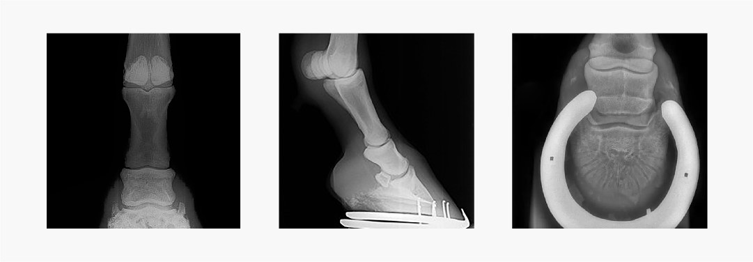 IFLEX-1.6 sample equine radiographs — distal-limb DP view, lateral hoof, navicular view with horseshoe