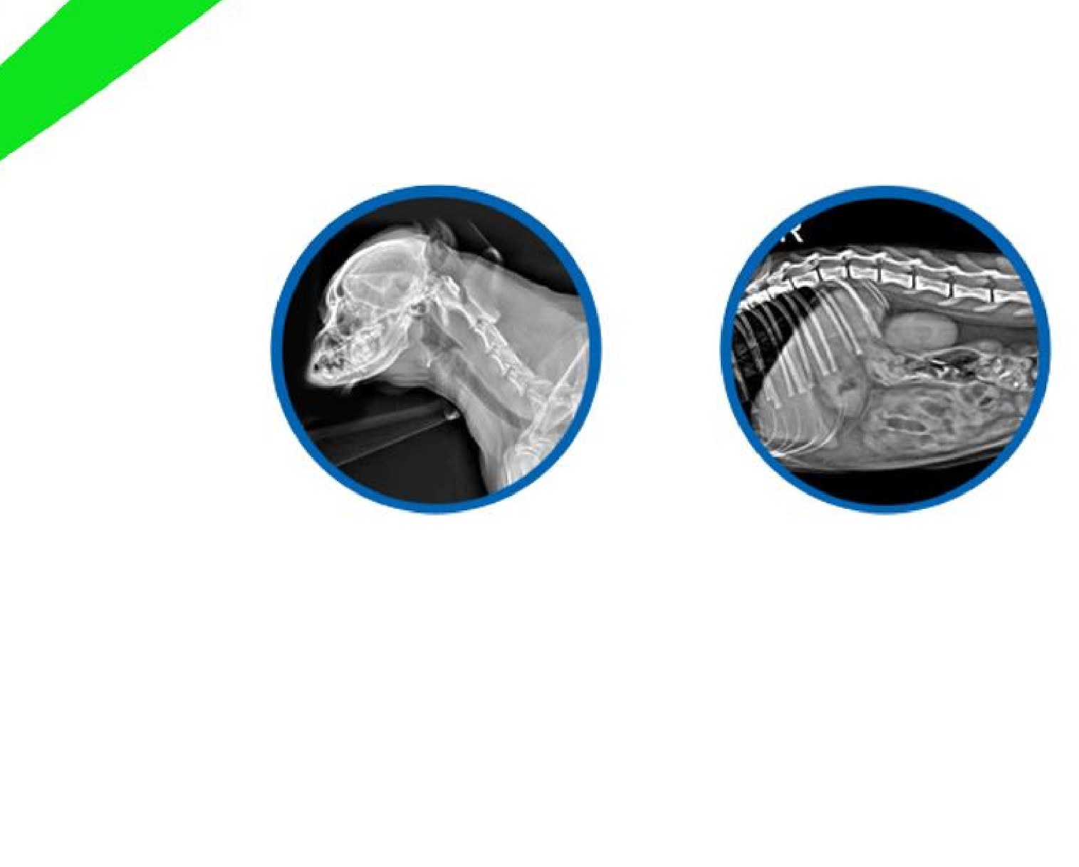 IFLEX-360 sample diagnostic X-ray images