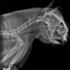 Vetist 3 clinical reference image — example 1
