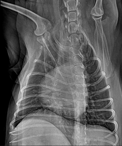 IWA-CT02 Vetist 3 Large-Aperture Veterinary Cone-Beam CT System — clinical reference 3