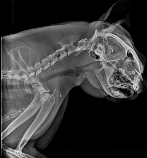 Vetopia 50 clinical reference image — example 1