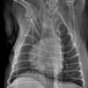 Vetopia 50 clinical reference image — example 3