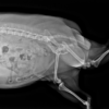 Vetopia 70 clinical reference image — example 2