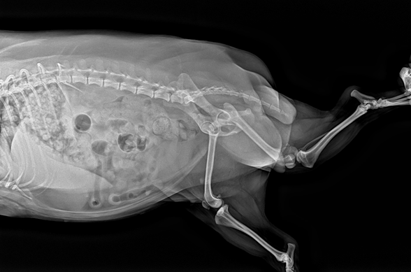 Vetopia 70 clinical reference image — example 2