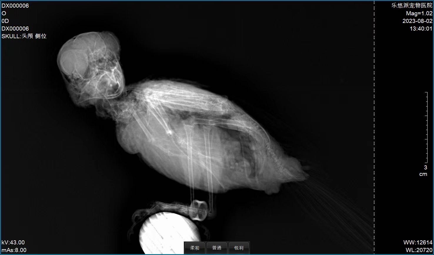 Avian radiograph