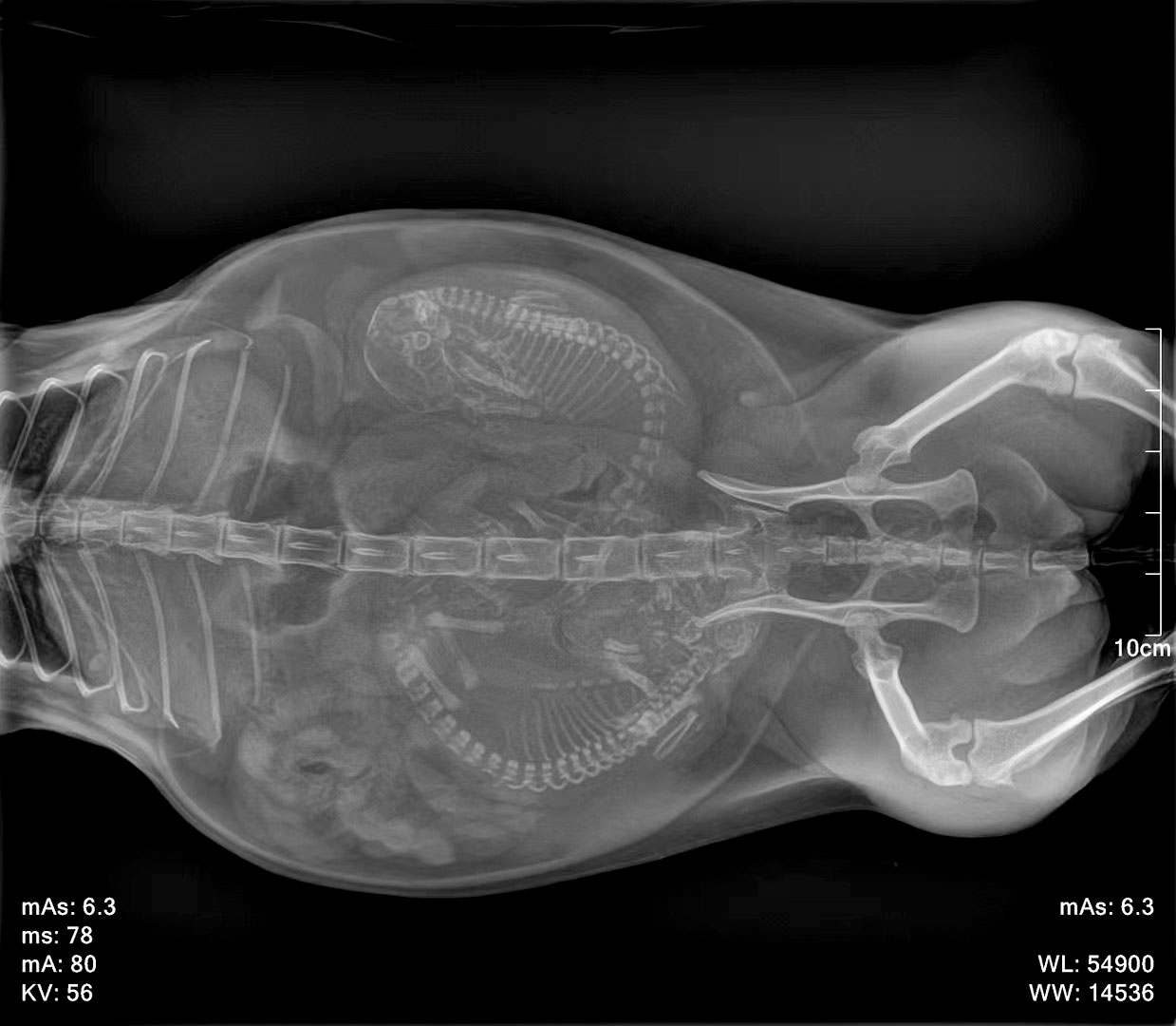 Feline pregnancy radiograph, VD