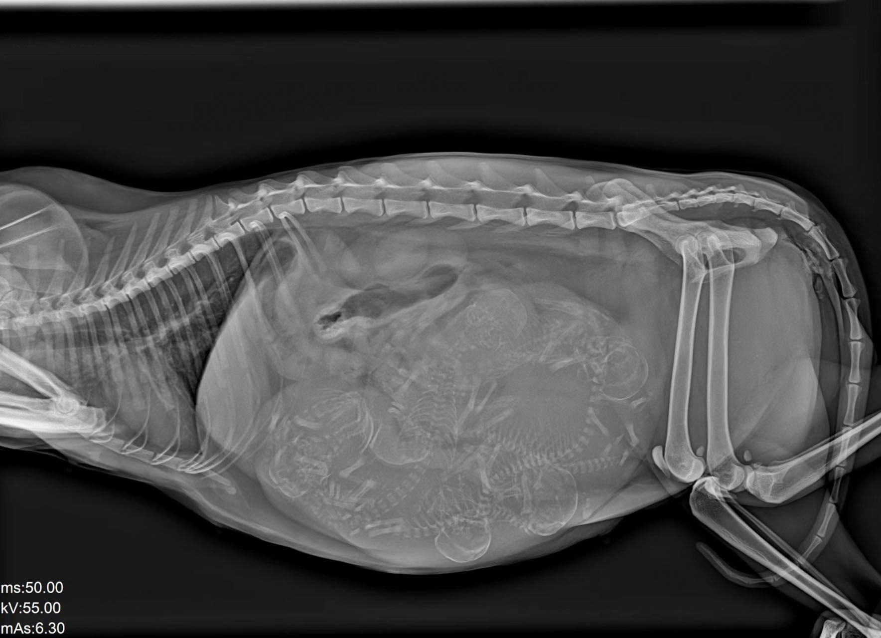 Feline pregnancy radiograph, lateral