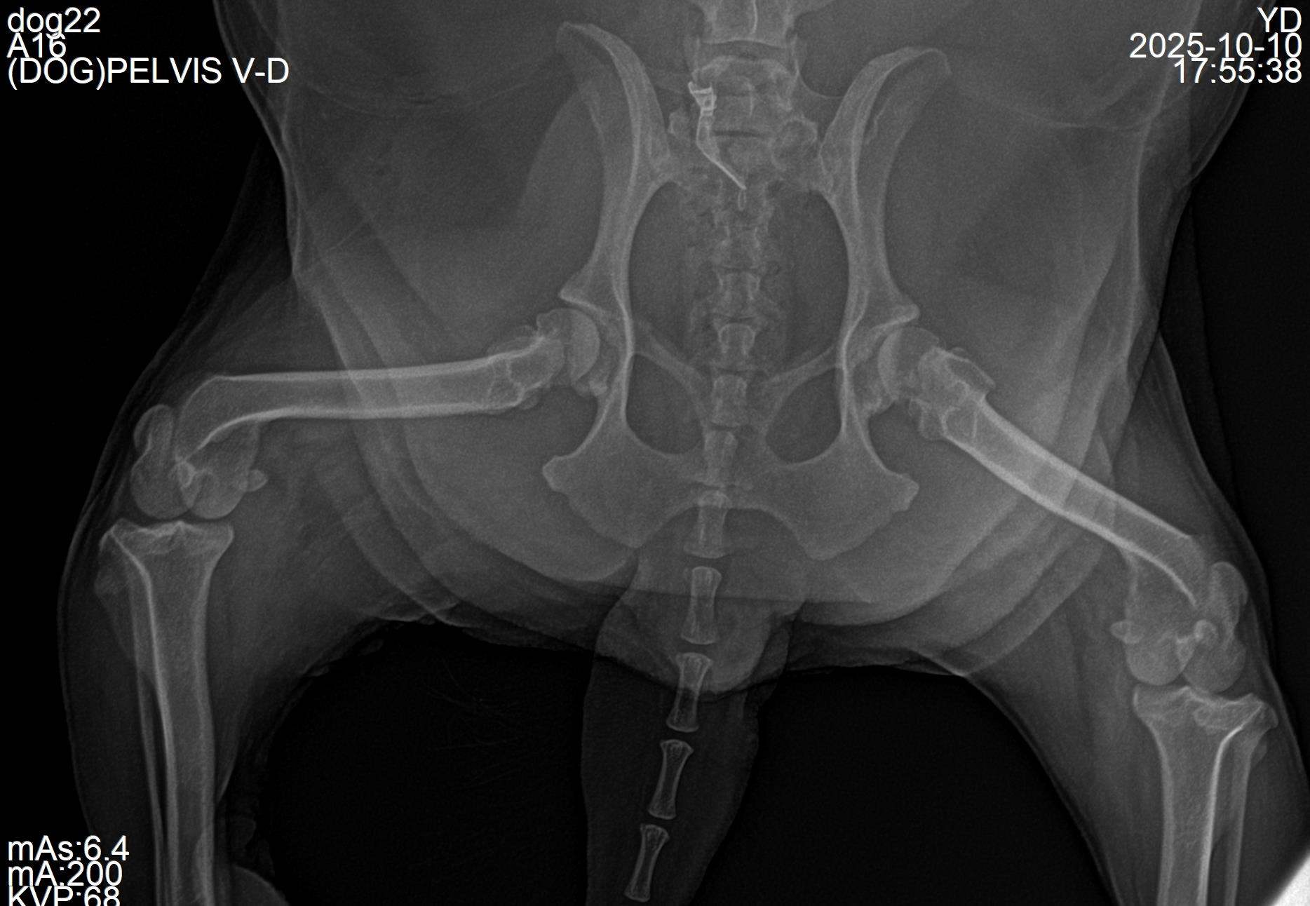 Medium-breed canine radiograph, 12 kg patient