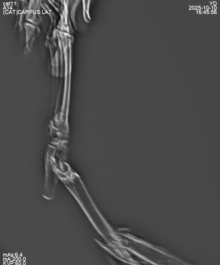 Feline radiograph, 1 kg patient