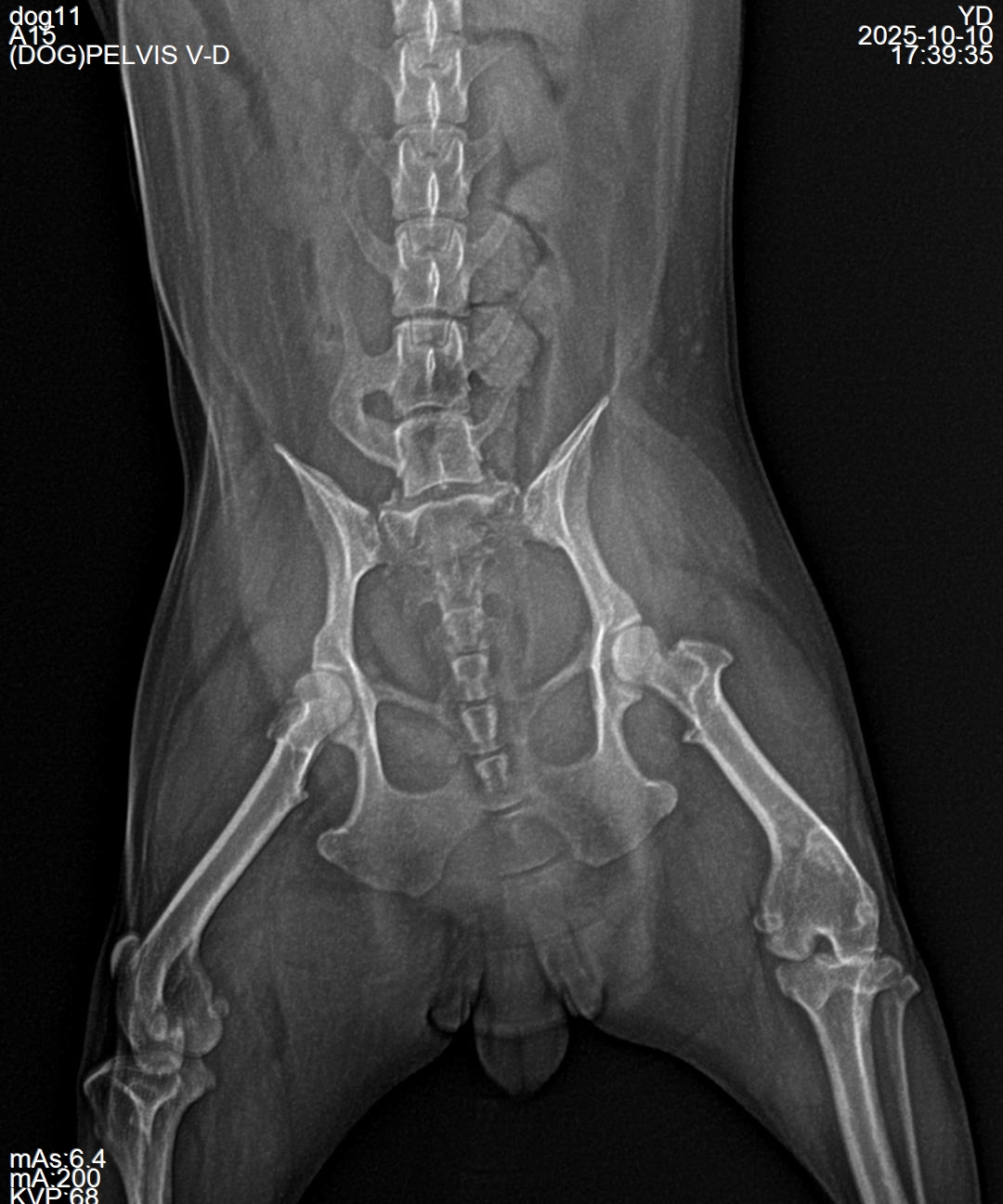 Small-breed canine radiograph, 2 kg patient