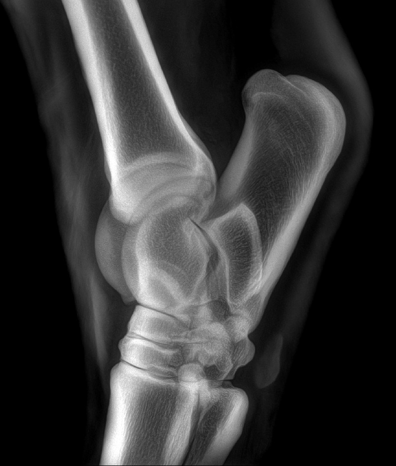 Equine carpus radiograph captured with handheld DR system