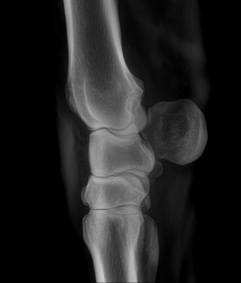Equine distal limb radiograph captured with handheld DR system