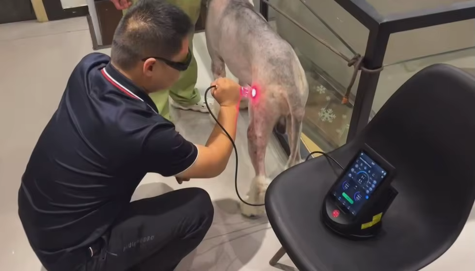 IWA-LAS10 in clinical use on canine patient