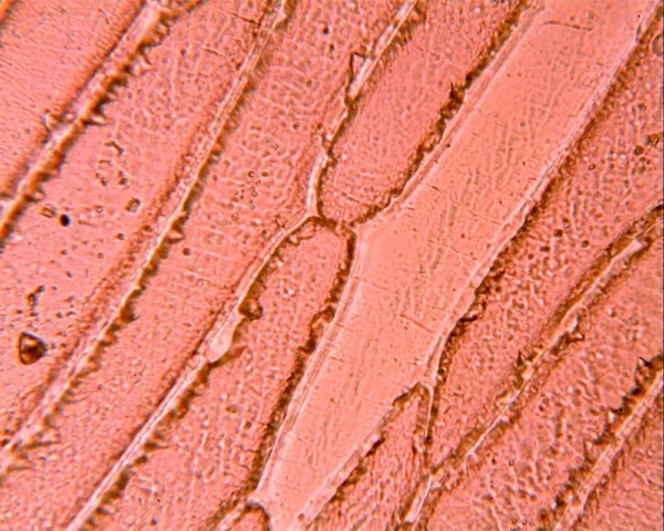 三目生物显微镜 (IWA-MIC102) - detail view 13