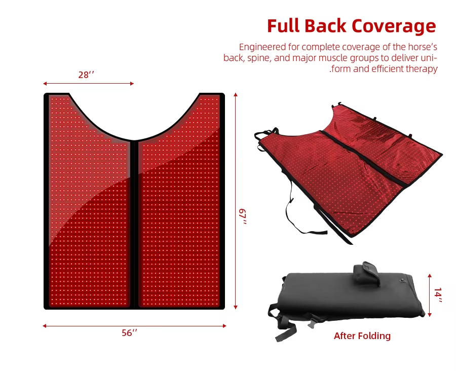 IWA-RLT10 — full-back coverage diagram (back, spine, major muscle groups)
