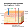 IWA-RLT20 — relative penetration of blue, green, red, and ne IWA-RLT20 — relative penetration of blue, green, red, and near-infrared wavelengths through skin layers