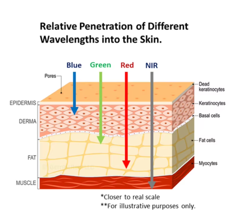 IWA-RLT20 — relative penetration of red and near-infrared wavelengths through skin and tissue