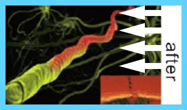 IWA-RLT40 — illustration of cellular response to 660 nm and 850 nm photobiomodulation
