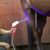 IWA-SCT10 portable CO₂ cryotherapy gun applied to equine hin IWA-SCT10 portable CO₂ cryotherapy gun applied to equine hindquarters
