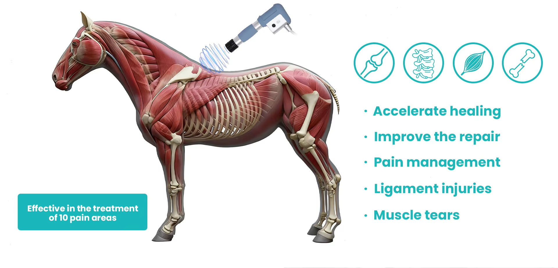 IWA-SWT20 High-Performance Mobile Veterinary Shockwave Therapy Station — applications