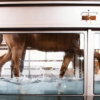 IWA-TM10 — horse walking inside underwater treadmill chamber
