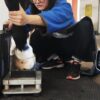 iflex-40-equine-use iFlex-40 portable equine DR in use at the stable
