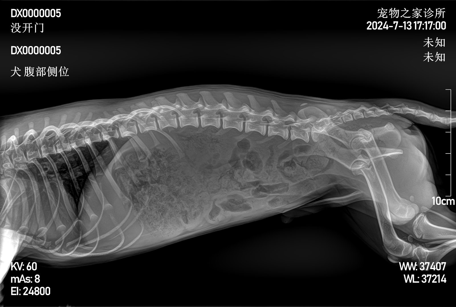 Canine abdominal radiograph, lateral view