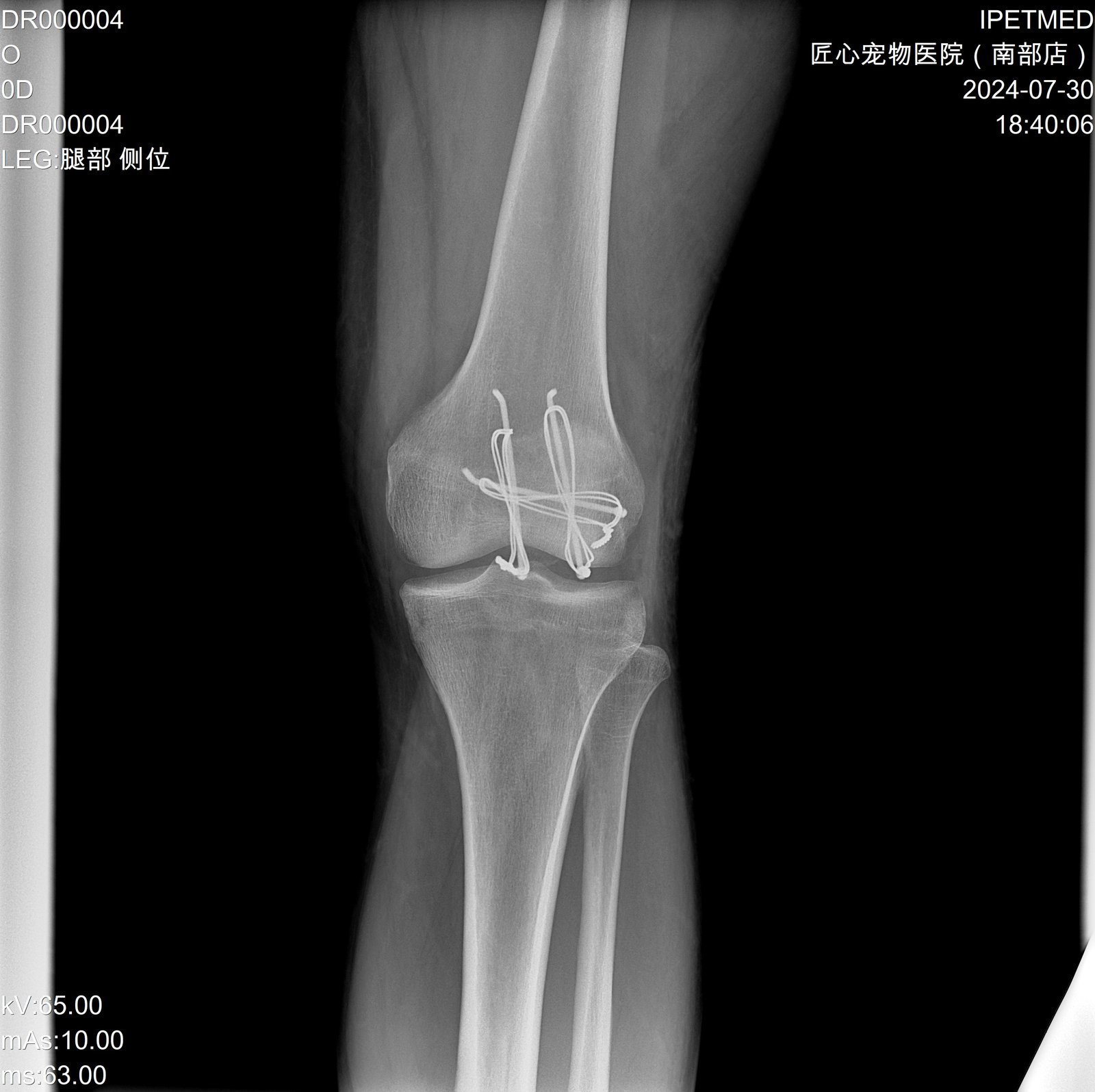 Canine stifle radiograph, post-operative internal fixation follow-up