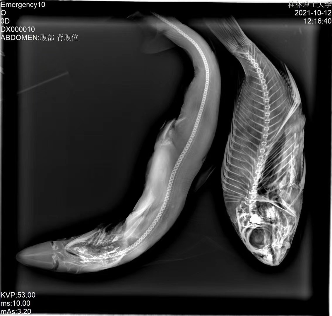Fish radiograph, dorsoventral view