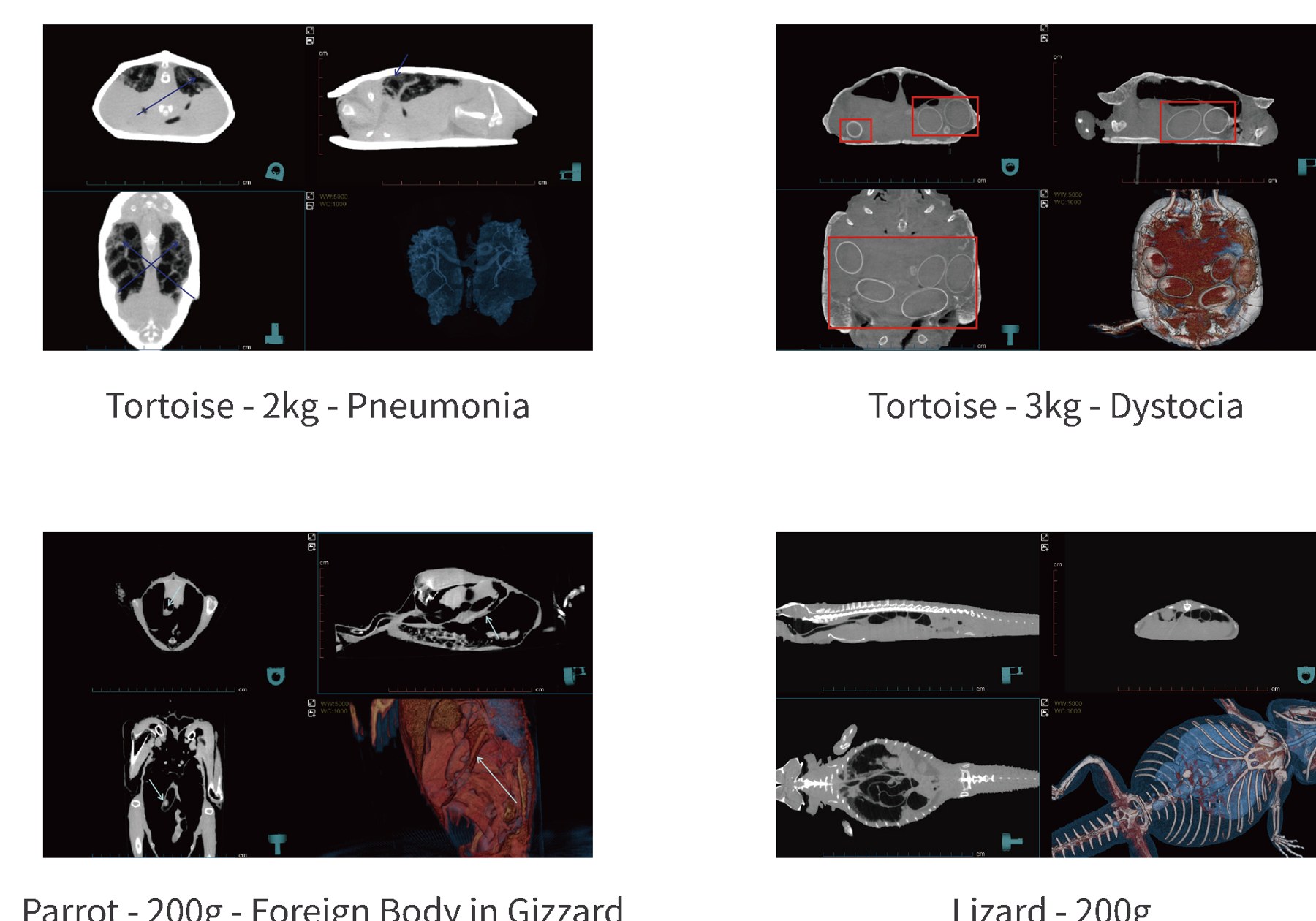 Chelonian 2 kg pneumonia; chelonian 3 kg dystocia; psittacine 200 g ventricular foreign body; lizard 200 g