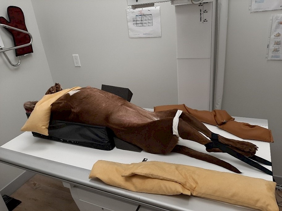 Dog in lateral recumbency: sandbags across the body, a wedge trough for elevation, ties on the hind limbs — and not a single hand in the picture