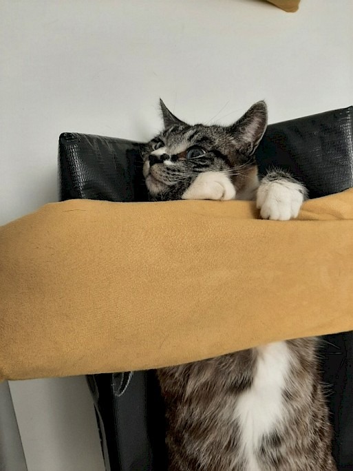 Cat settled in a V-trough with a sandbag laid across it