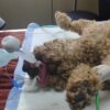 vba1-in-circuit.jpg VBA1 apnea alarm connected between the endotracheal tube and the anesthesia breathing circuit of an intubated canine patient