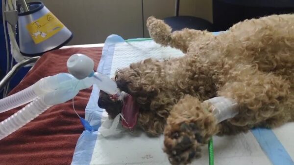 vba1-in-circuit.jpg VBA1 apnea alarm connected between the endotracheal tube and the anesthesia breathing circuit of an intubated canine patient