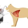 vcn2-feline-mask.jpg Illustration of VCN2 nebulizer mask delivering aerosol to the lower respiratory tract of a feline patient