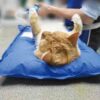 Feline patient held in dorsal recumbency on a VM1 vacuum positioning mat
